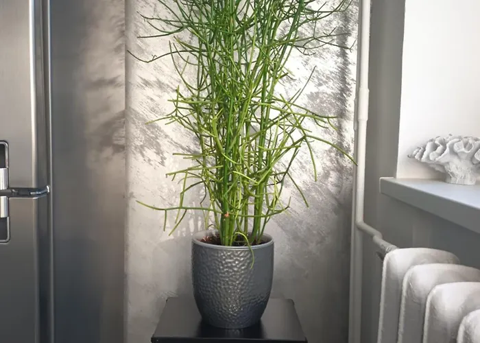 Apartment Lägenhet Tallinn